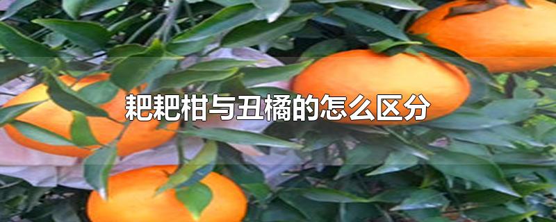 耙耙柑与丑橘的怎么区分-最新耙耙柑与丑橘的怎么区分整理解答