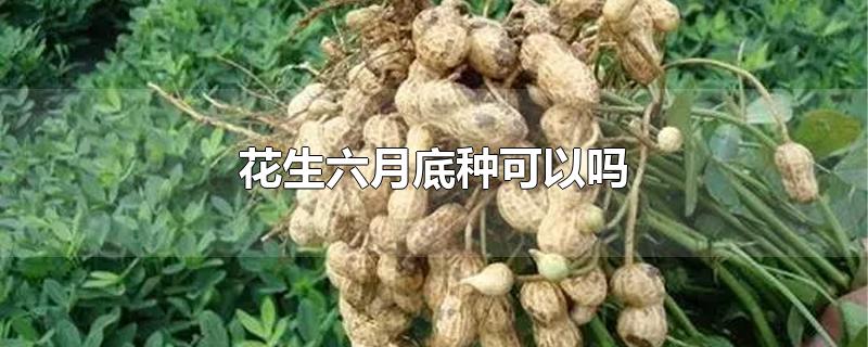 花生六月底种可以吗-最新花生六月底种可以吗整理解答