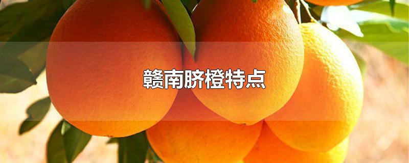 赣南脐橙特点-最新赣南脐橙特点整理解答