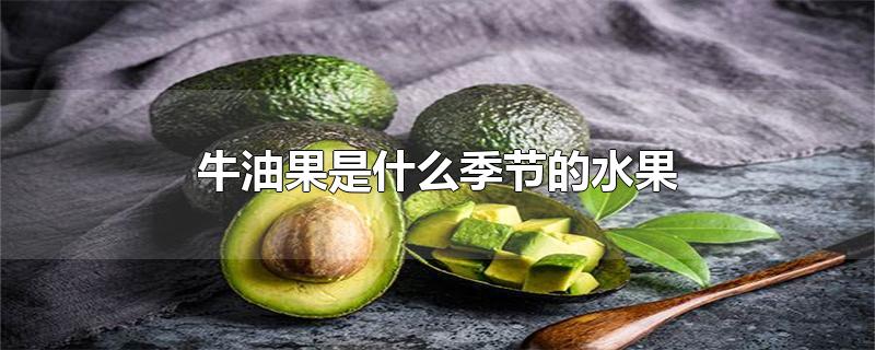 牛油果是什么季节的水果-最新牛油果是什么季节的水果整理解答