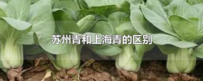 苏州青和上海青的区别-最新苏州青和上海青的区别整理解答