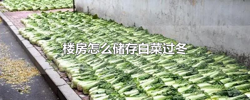 楼房怎么储存白菜过冬-最新楼房怎么储存白菜过冬整理解答