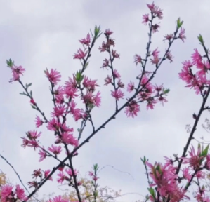 抖音每年桃花开的时候是什么梗