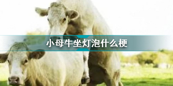 网络用语小母牛坐灯泡梗的意思介绍-小母牛坐灯泡是什么梗
