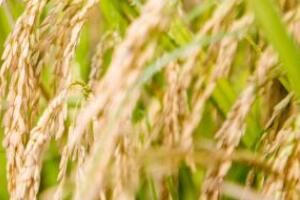 2022粮食补贴多少钱一亩2022各地粮食补贴标准